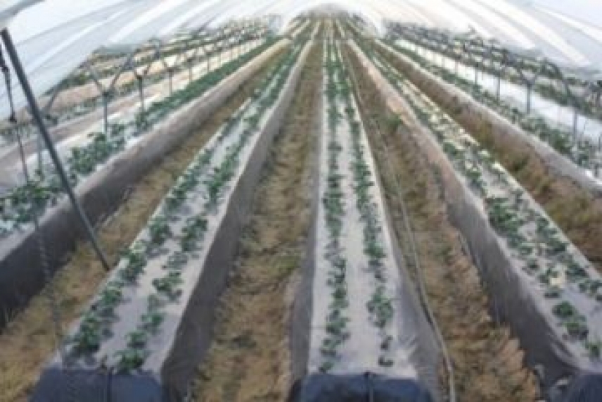 Coca Cola financia un estudio para mejorar la eficiencia de uso del agua en el cultivo de la fresa