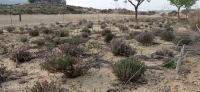 Campo de almendros diversificados