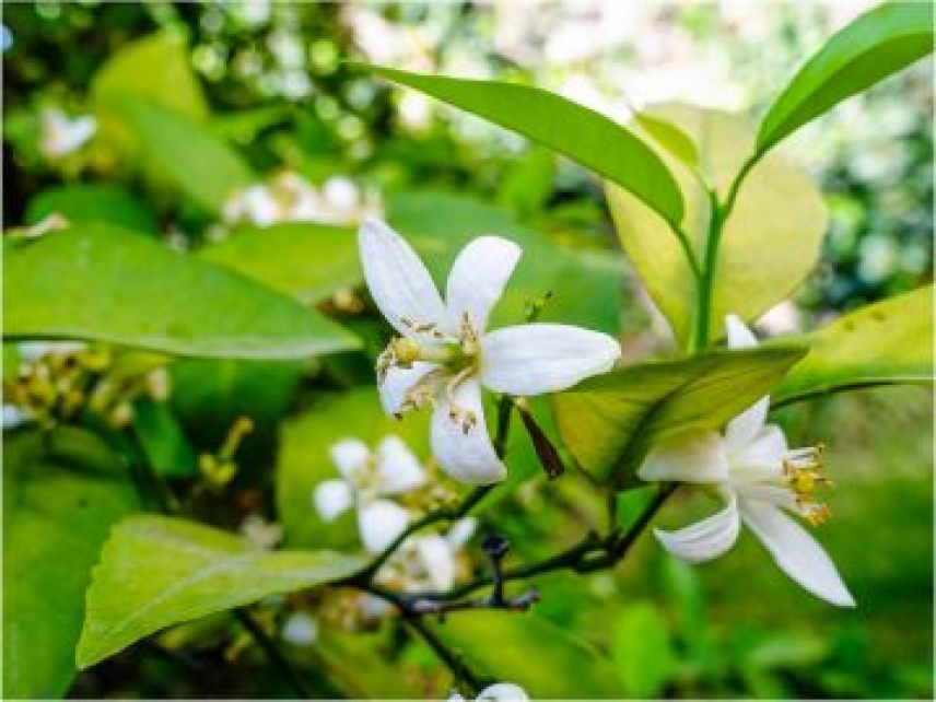 Las oscilaciones de presión en el Atlántico afectan a la intensidad de floración de especies en la Península Ibérica