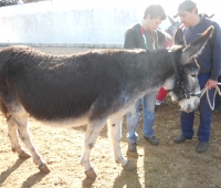 Cuando Platero pudo ser todo de algodón