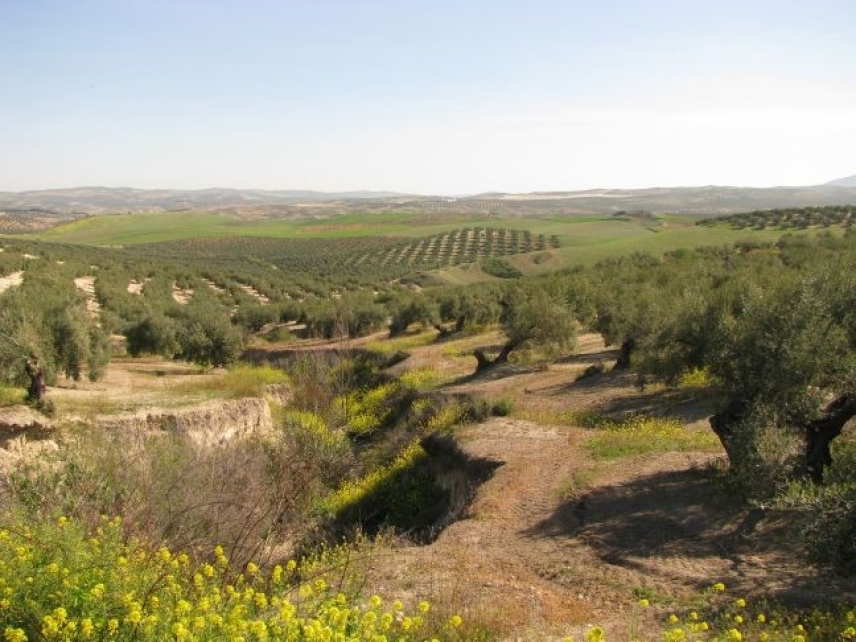 Estudian los efectos de la precipitación y la vegetación para frenar la desaparición del suelo mediterráneo