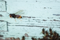 'Avispa asitica y abejas'. Accsit en la categora General en Fociencia 2012.