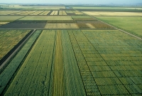 Improved heat-resistant wheat varieties are identified