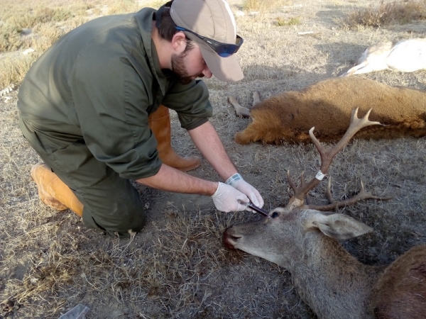 The first map showing the risk of exposure to the Crimean-Congo virus in deer populations in Spain