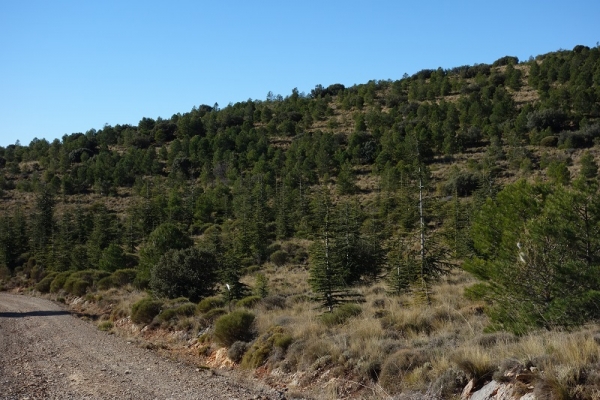 Plantación de cedros del atlas en la Sierra de Gádor, Almería.